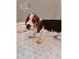 PoulaTo: Διαθέσιμα κουτάβια Beagle